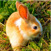 算卦真人算命一条街五行命理：2023年属兔五行属什么？是属水的水兔