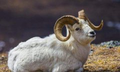 算卦真人算命一条街:属羊2023年有三喜!赚钱能力会较以往更佳