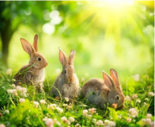 2023年兔宝宝五行缺什么？测八字五行明年兔年五行缺什么？
