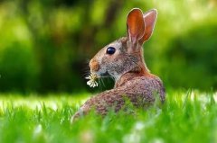2023年兔年出生好吗？命理预测对属兔的人好不？