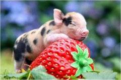 周易免费算命：属猪在2023年每月生肖运势,上半年食伤旺