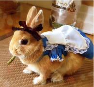 2023兔年属兔运势测算：事业上有两颗吉星相助