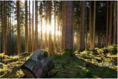 五行缺木的人在2023年运势测算：兔年交际广泛需注意健康