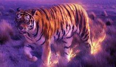 2023兔年属虎的生肖运势:运势预测遇到事情善于沟通交流