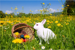 2023兔年生肖兔运势大全：运势测算事业运很好同事相处愉快