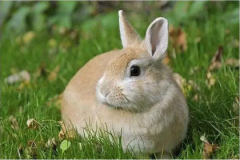 2023年是属什么命？八字测算2023癸卯年为水兔之命