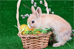 2023年属于什么年什么命？周易算命预测纳音金箔金命为山林之兔