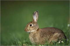 2023年是什么年属什么命？测八字算命癸卯金箔金乃水兔之命