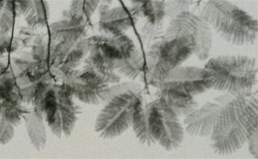 九紫离火运对甲木的影响 离火运对木命的影响