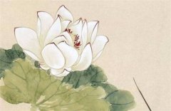 为什么贪狼坐命大多是美女？易经八卦五官端正优雅大气