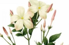 正财格男命好不好?运势测算正财格男命的事业宜东方还是北方