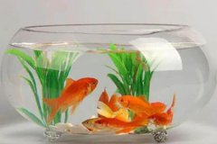 风水学:鱼缸摆放位置有什么讲究