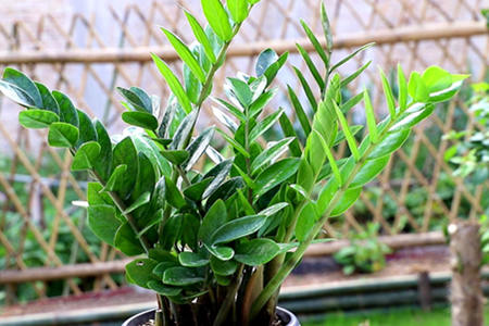 化煞的植物有哪些