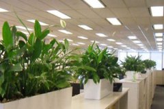 周易风水：办公室摆放植物风水讲究