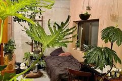 风水学：家居风水植物怎么摆放好