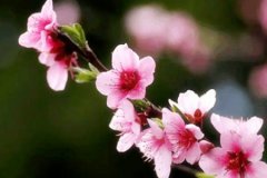 八字测姻缘：看红艳桃花流年