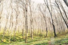 命理测算：木命人生在不同月份的解析