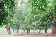 八字命理：桑柘木命人最怕什么