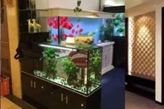 风水学:鱼缸风水作用有哪些