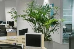 风水学：老板办公室最旺风水植物