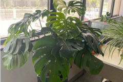 风水学:老总办公室放什么绿植比较好