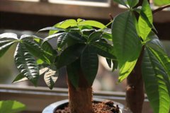 风水学:风水植物有哪些及作用