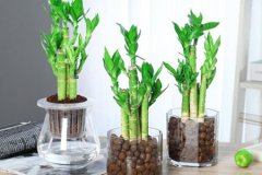 风水学:几种最旺家的绿植