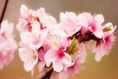 <b>测姻缘：丁丑日柱女一生有烂桃花吗</b>