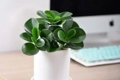 风水学:办公室摆件放什么好