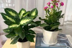 风水学:办公桌盆栽摆放风水