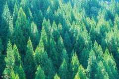 八字命理：大林木命人的忌讳