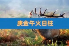 八字命理：庚午日柱带有几个贵人