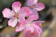 风水学:旺桃花运的风水布局方法