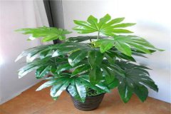 风水学:财位放什么植物好风水