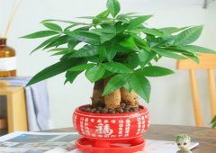 风水学:旺学业的风水植物