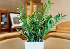 风水学：旺事业和财运的风水植物