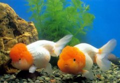 运势测算快速旺财运的方法