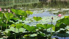 风雅颂易学网：处女座明日星座运势2023年9月12日