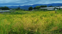 水瓶座明日星座运势：2024年7月4日（风雅颂易学网）