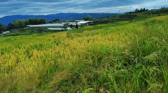 2024年7月15日今日十二星座运势