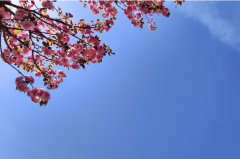 狮子座明日星座运势：2025年5月27日（真人算命最准一条街）