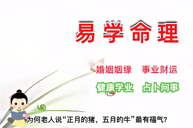 为何老人说“正月的猪，五月的牛”最有福气？算卦街真人在线算命