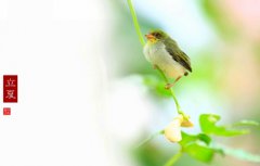 立夏吃什么？各地食俗集锦