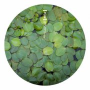 立夏吃什么有助睡眠？喝什么茶养生？