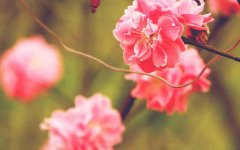 立夏出生的男孩好吗,立夏出生大富大贵命吗？