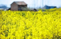 2021年农历三月二十五是黄道吉日吗，装修动土好不好？