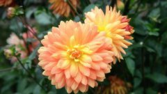 2019年猪年出生梁姓女孩怎么样起名字，梁姓女孩好名推荐