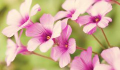 2019猪年出生的双胞胎男孩起什么小名