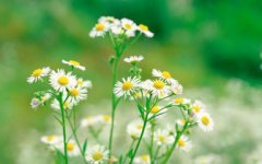 2019猪年出生的东方姓男孩怎么样起名字，姓东方男孩好名推荐