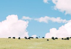 1980年属猴的人2019年运程详解